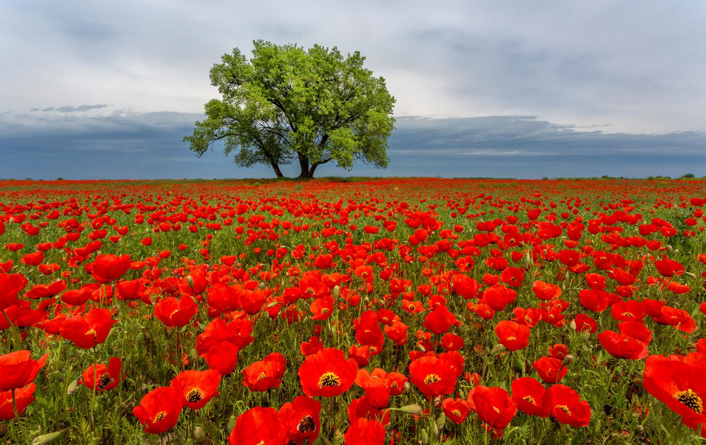 red field