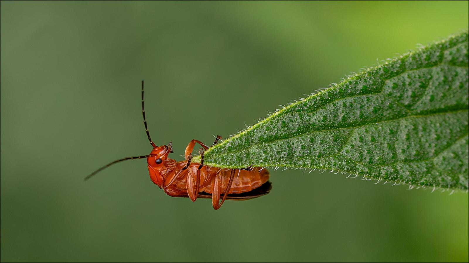 Beetle 1115