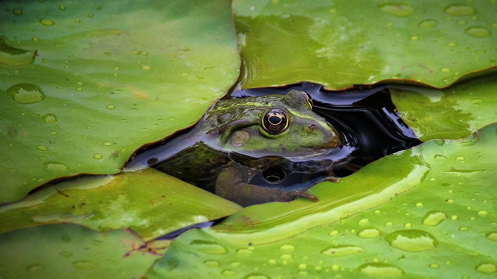 Frog in green leaves
