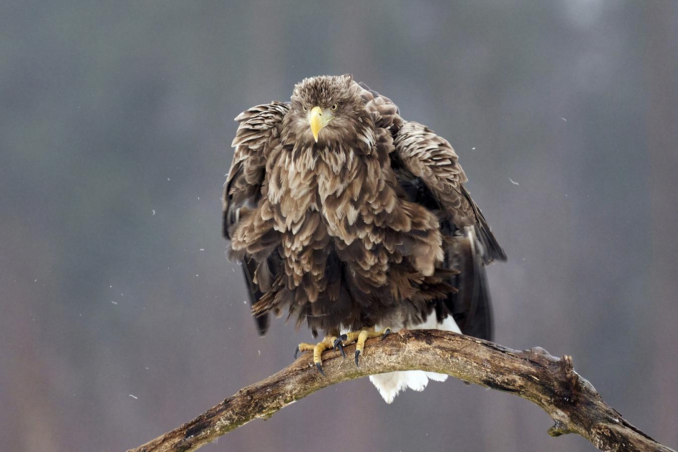 Angry Birds