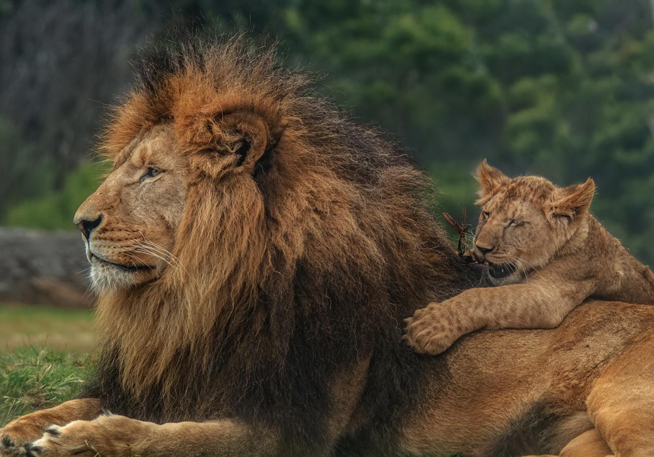 Hanging With Dad