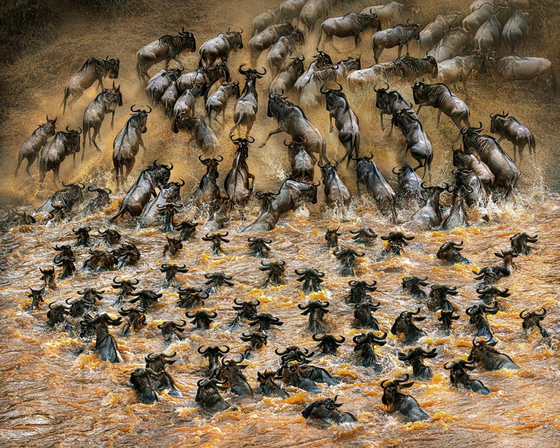Wildebeest Crossing ...