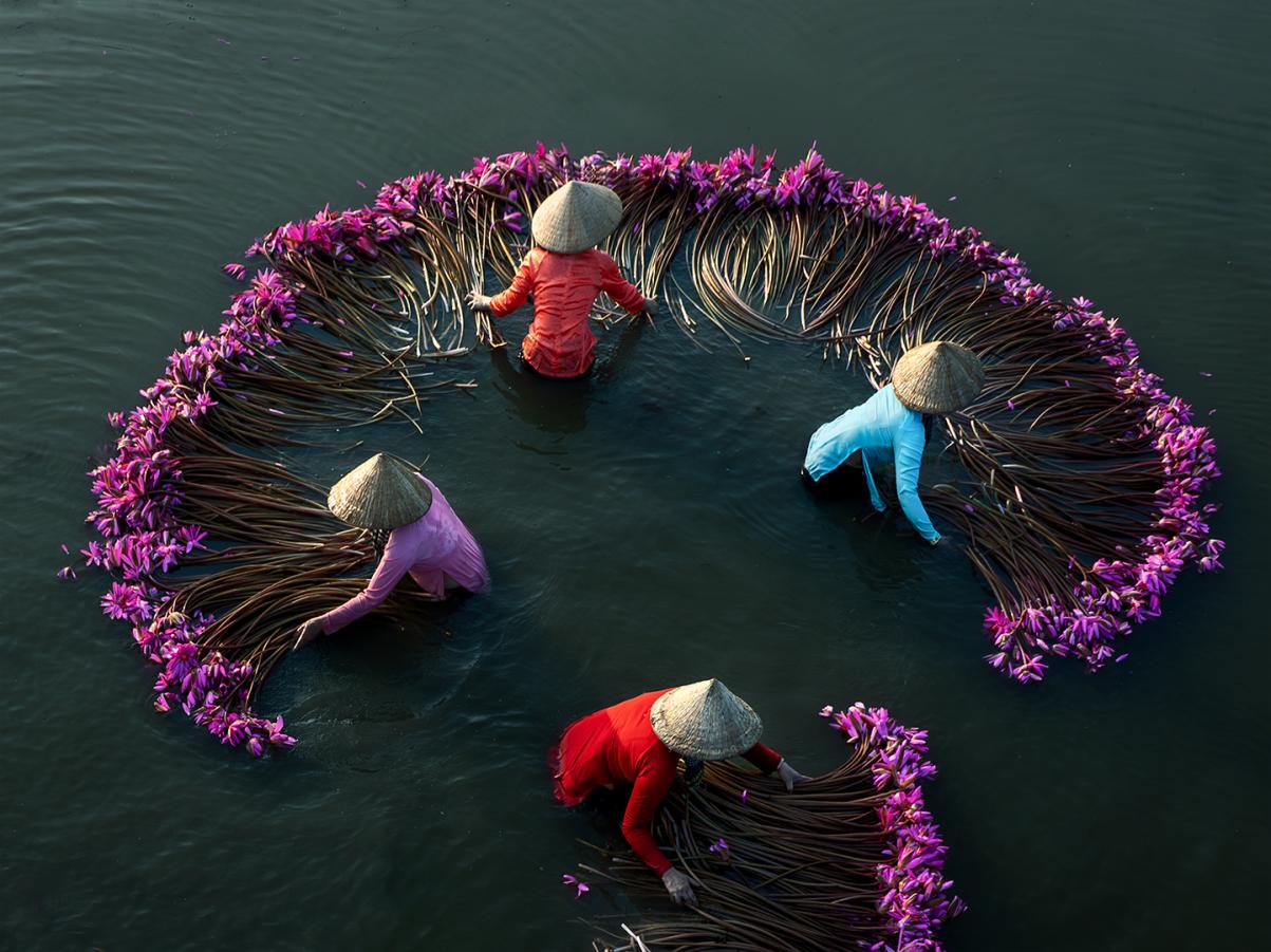 Water lily 154