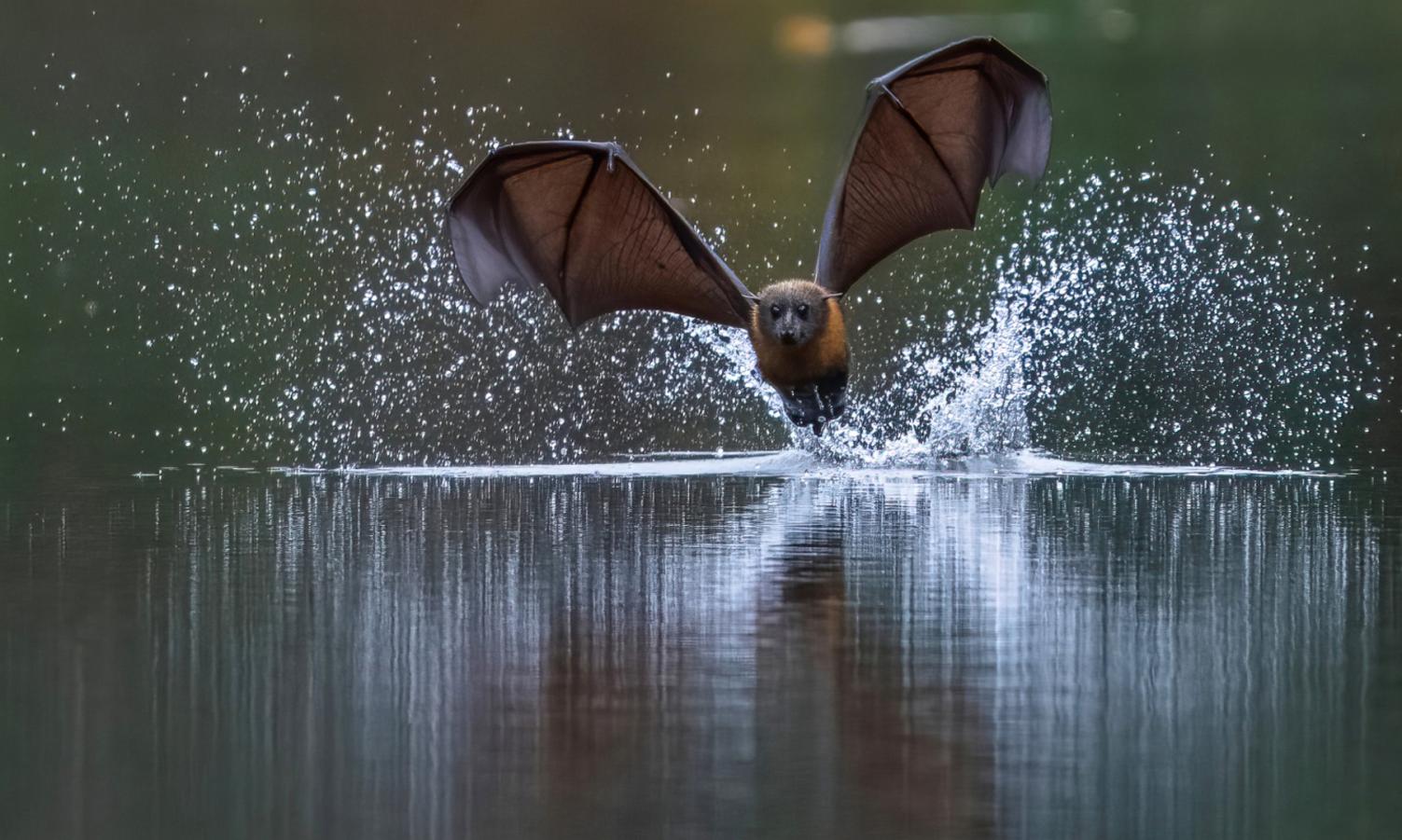 Big Splash