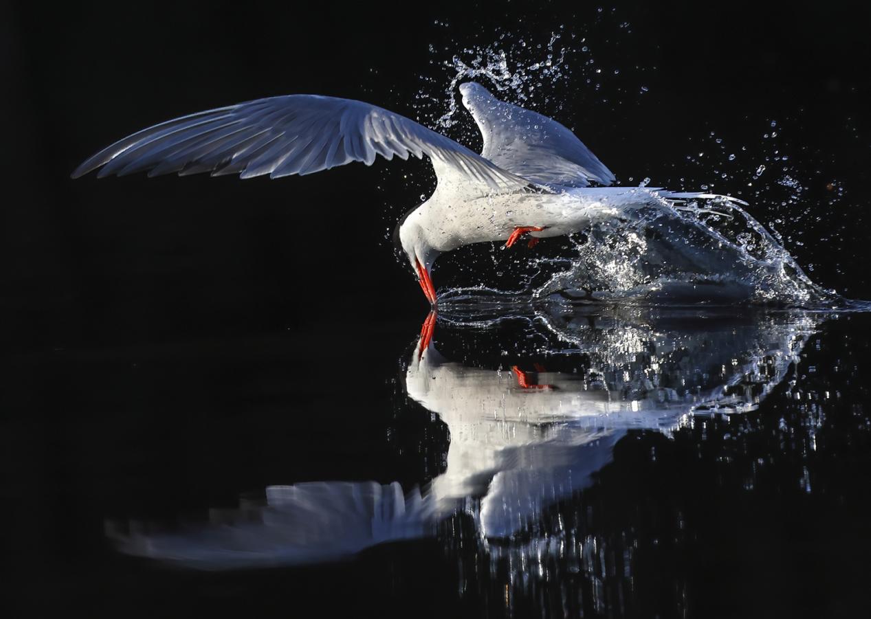 Beak watering