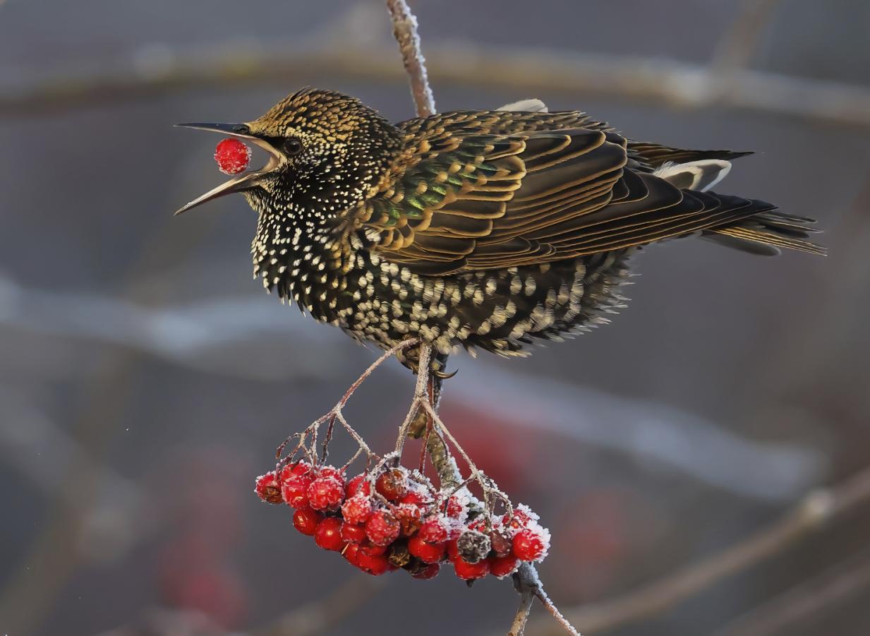 Starling