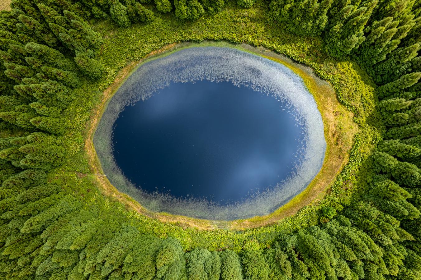 The Forest Eye