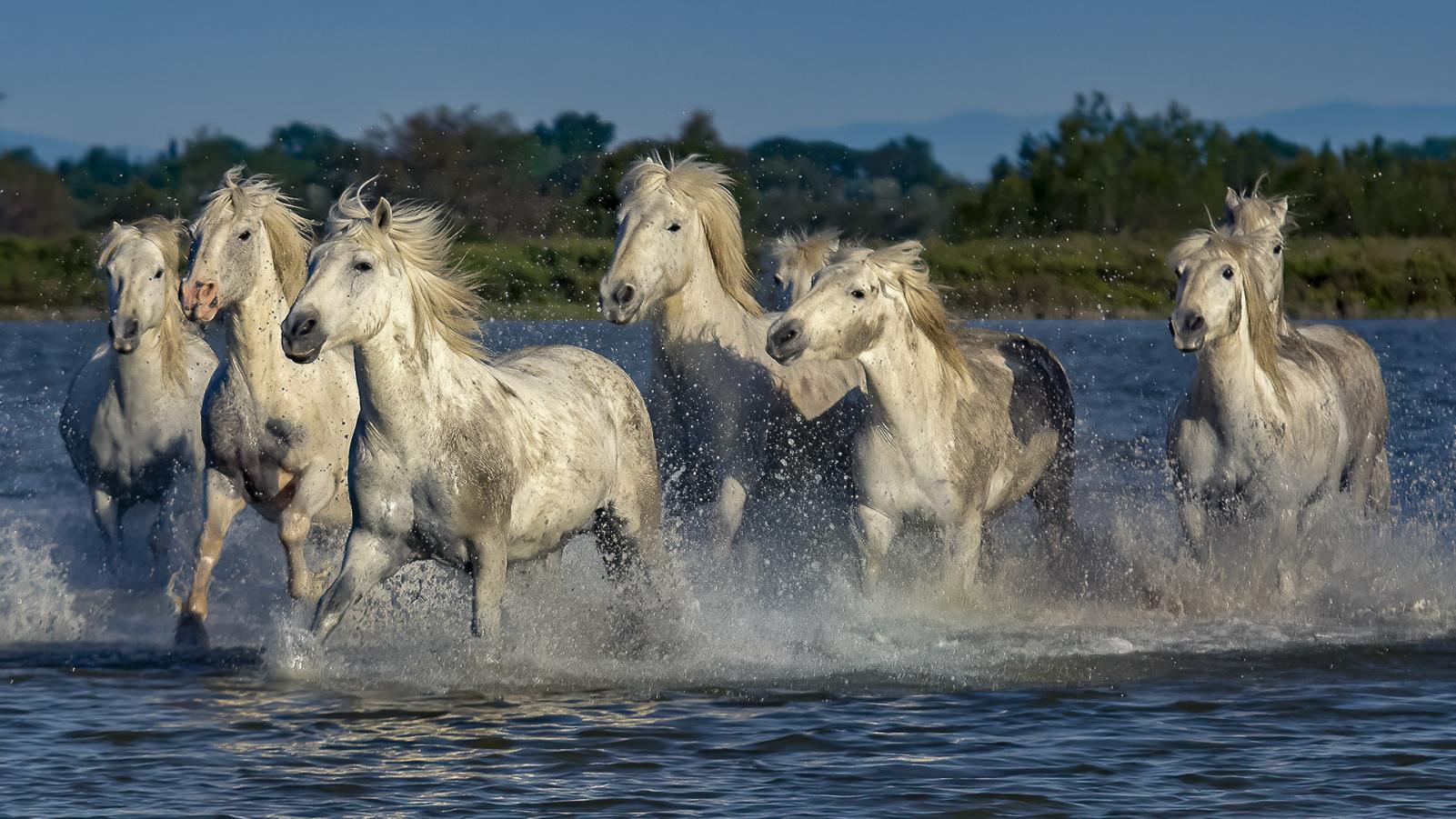 horses in the water ...