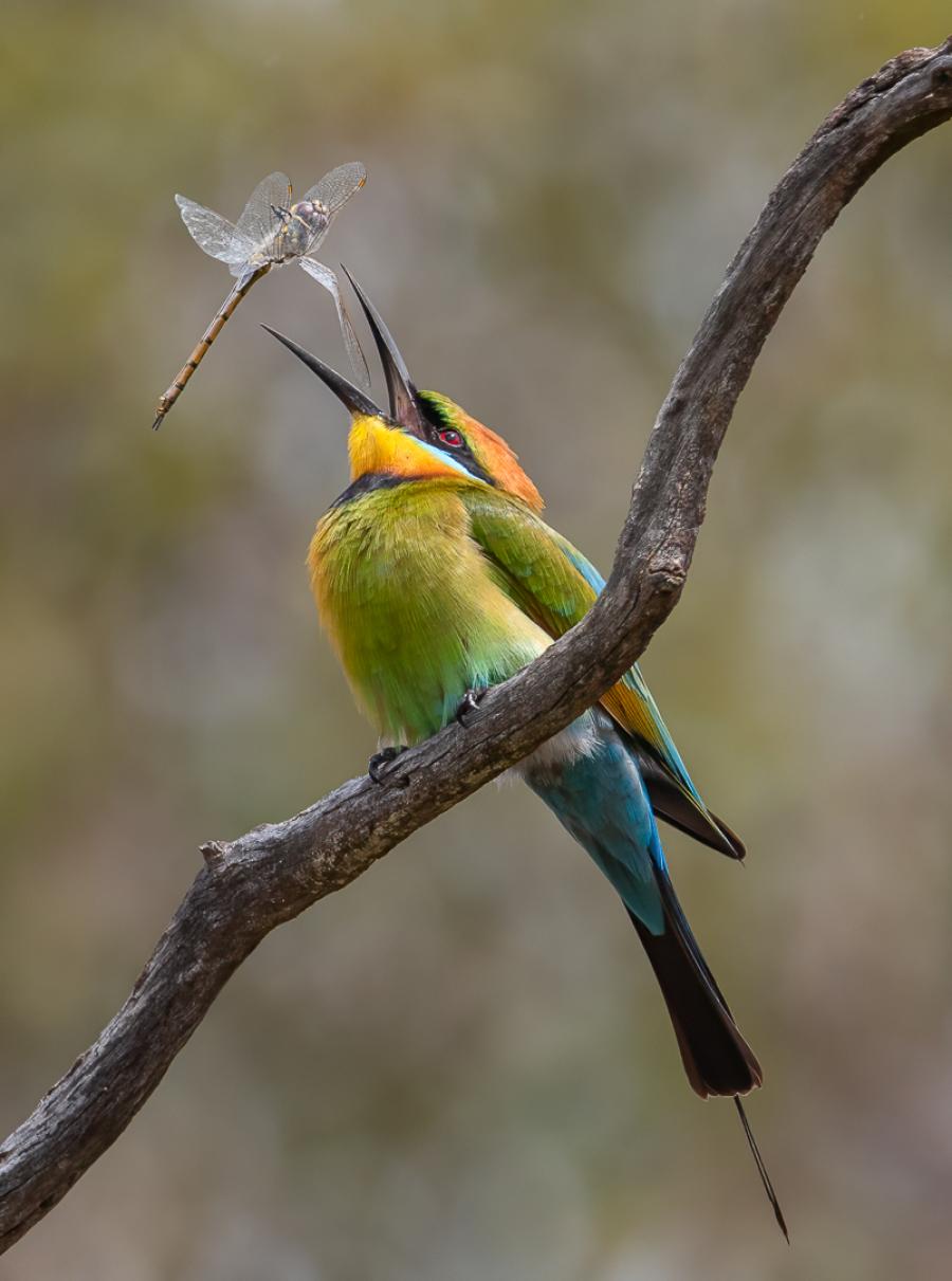 Rainbow Bee-eater wi...