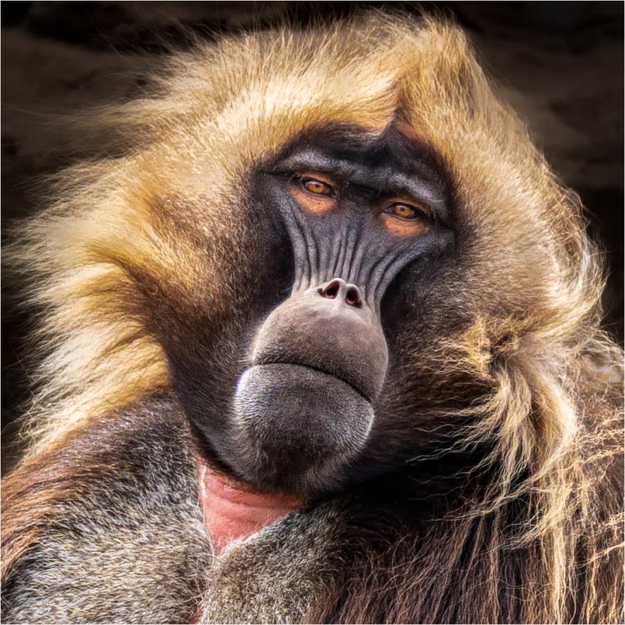 Male Gelada