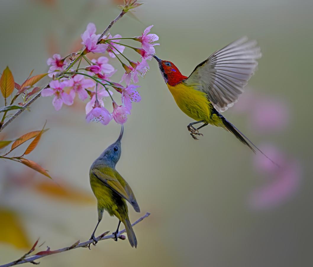 Sweet nectar Duet