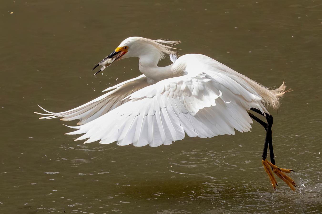 Elegance in Action