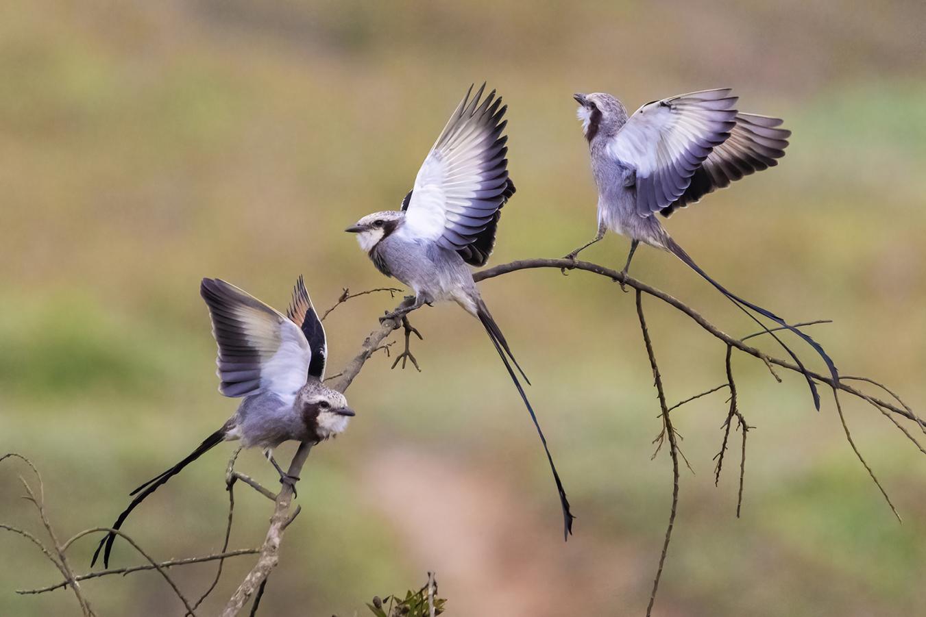 Wings in Harmony